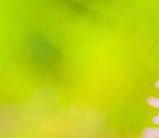 Green background image